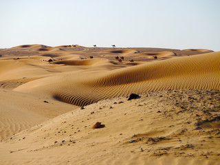 A group of camels roaming through the arabian desert