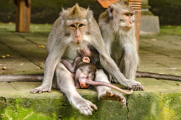 Obraz premium Monos del monkey forest de Ubud, Bali
