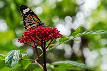 Close up monarch butterfly flying on red flower on nature background in garden spring summer season. Environment with yellow butterfly at outdoor on bokeh background.