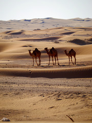 A group of camels roaming through the arabian desert