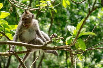 Naklejka na ściany i meble Monos del monkey forest de Ubud, Bali