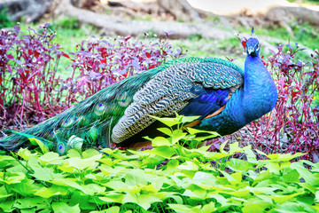 Naklejka premium Colorful Indian Peacock in a Garden Park