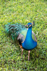 Obraz premium Colorful Indian Peacock in a Garden Park