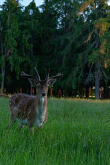 deer in the grass