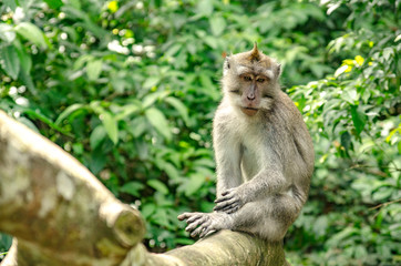 Naklejka na ściany i meble Monos del monkey forest de Ubud, Bali