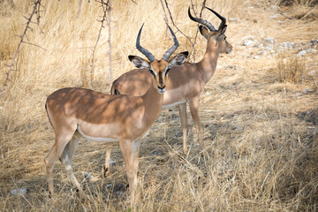 Antilope