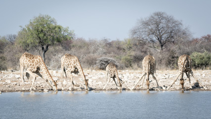 Girafes en liberté en Namibie