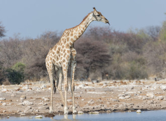 Fototapeta premium Girafe, Namibie