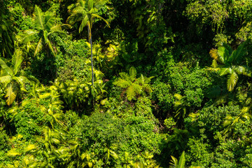 Top view of Australian rainforest in Kuranda