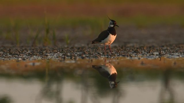 Northern Lapwing - Vanellus vanellus portrait stying in the water soon in the morning, walking, cleaning and flying away.