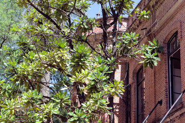 Fototapeta na wymiar Vista con un ángulo levemente contrapicado de un edificio de ladrillos rojizoz ubicado en el Jardín Botánico de la ciudad de Buenos Aires en un día soleado.