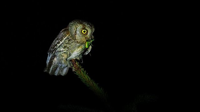 Nocturnal bird and artistic night clip of the European Scops-Owl (Otus scops) perched on a spruce branch with caught grasshopper. Landing and flying away from the branch, face to face view.