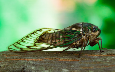 cicada perched on a trunk type macro