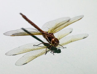 dragonfly with white background  macro style