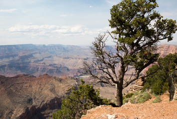 Lonely tree in Grand Canyon