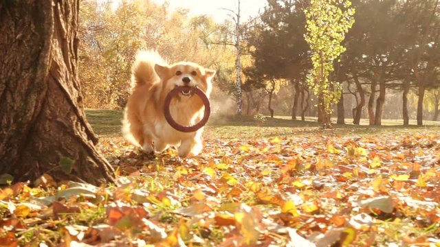 funny welsh corgi fluffy dog playing with the rubber ring toy