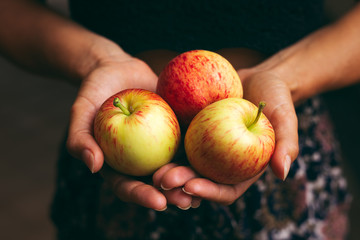 Close up of woman with handful of fresh, home grown gala apples