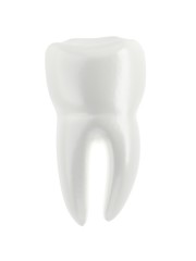 Molar tooth isolated on white background. 3d illustration. Single object.