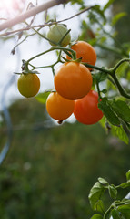 almost ripe and organic tomatoes on the bed