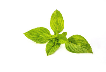 Basil herb.Fresh basil leaf isolated on white background