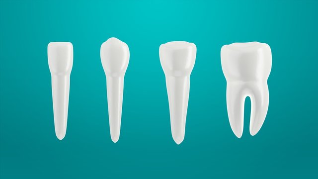 Teeth isolated on green background. Arranged in a row.  3d illustration. Incisor, canine premolar and molar.