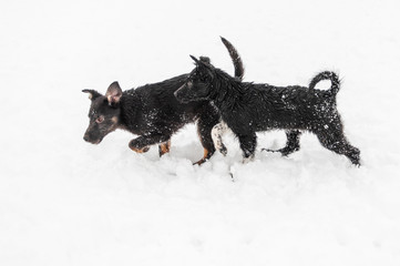 Portrait of a family of cute black dogs playing on the ground in the fresh fluffy snow. Horizontal color photo.