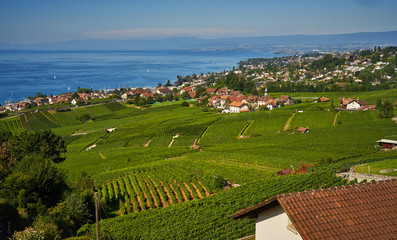 Fototapeta na wymiar views of the vineyards and Lake Leman near Lausanne in Switzerland