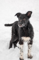 Portrait of a cute black puppy playing on the ground in the fresh fluffy snow. Vertical color photo.