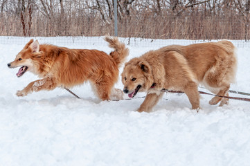 Large, beautiful red, cheerful dogs run and jump joyfully on a snow-covered area in the countryside, enjoying an outdoor walk in good winter weather
