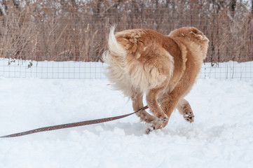 Large, beautiful red, cheerful dogs run and jump joyfully on a snow-covered area in the countryside, enjoying an outdoor walk in good winter weather