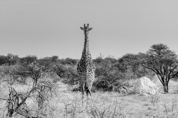 Girafe en liberté en Namibie