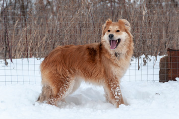 Large, beautiful red, cheerful dogs run and jump joyfully on a snow-covered area in the countryside, enjoying an outdoor walk in good winter weather