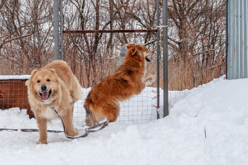 Large, beautiful red, cheerful dogs run and jump joyfully on a snow-covered area in the countryside, enjoying an outdoor walk in good winter weather