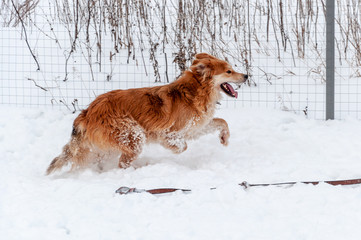 Large, beautiful red, cheerful dogs run and jump joyfully on a snow-covered area in the countryside, enjoying an outdoor walk in good winter weather