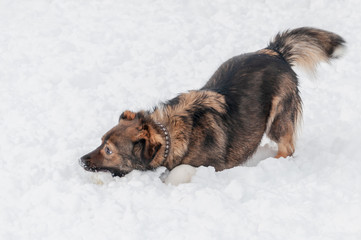 A beautiful large dog lying in the snow enthusiastically chews on a frozen bone found during an outdoor walk on a nice winter day.