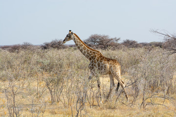 Girafe, Etosha