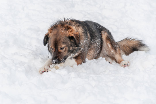 A beautiful large dog lying in the snow enthusiastically chews on a frozen bone found during an outdoor walk on a nice winter day.