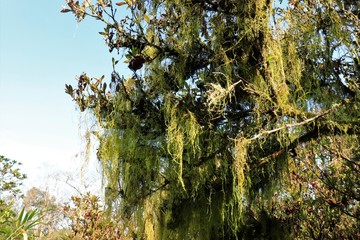 ツツジの木に垂れ下がるイトゴケ