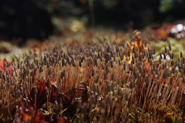 一面の苔の胞子