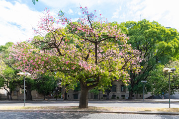 Argentina Rosary tree with pink flowers