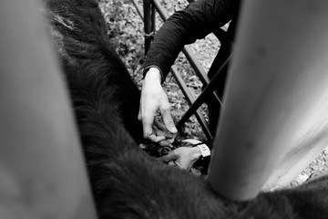 Man vaccinating calf in chute on cattle farm lifestyle, concept of working cows in black and white.