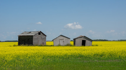 Abandoned small barns in yellow fields.