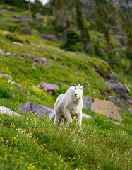 Mountain Goat Stands in Wild Flower Field
