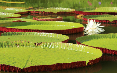 Giant leaves of Victoria cruziana aquatic water plant shot in the tropic Pantanal Brazil