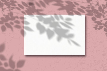 Sheets of white texture paper on a pink background. Mockup with overlay of plant shadows . Natural light casts the shadow of field plants and flowers from above