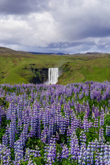 Naklejka na ściany i meble Scenic landscape view of majestic Skógafoss Waterfall with blooming purple/violet lupine flowers on foreground. Summer season. Tourist the most popular natural attraction in Iceland.