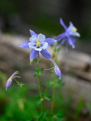 Multiple Columbine Flowers