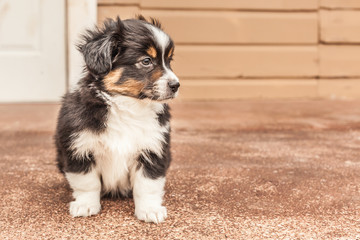 adorable dog puppy border collie 