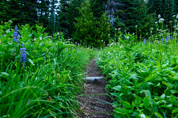 Fototapeta premium Narrow dirt trail through alpine meadow