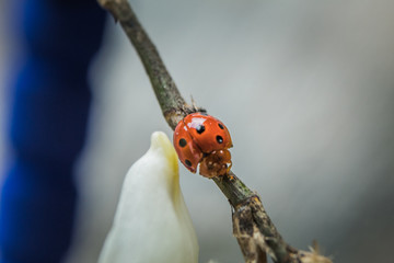 Close up of Ladybug climbing on a plant trunk. Macro scene